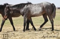 FQHR Lady Blackburn's 2021 Bay Roan Colt